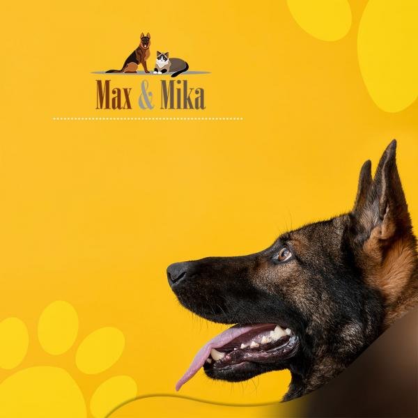 Pet Accessories